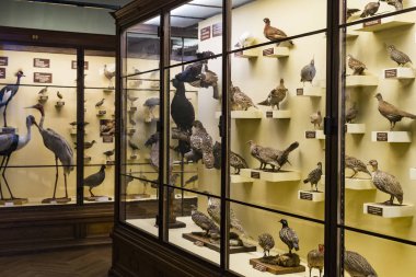 3 Eylül 2018, Viyana, Avusturya: Doğal Tarih Müzesi oluşturur pelüş hayvanlar, balık, memeli kuşlar ve sürüngenler. 