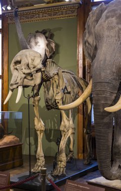 3 Eylül 2018, Viyana, Avusturya: Doğal Tarih Müzesi oluşturur pelüş hayvanlar, balık, memeli kuşlar ve sürüngenler. 