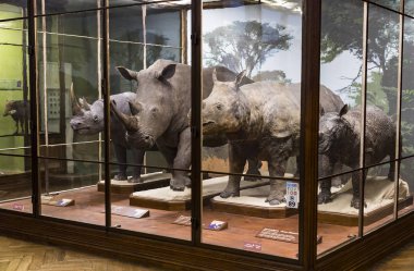 3 Eylül 2018, Viyana, Avusturya: Doğal Tarih Müzesi oluşturur pelüş hayvanlar, balık, memeli kuşlar ve sürüngenler. 