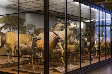 3 Eylül 2018, Viyana, Avusturya: Doğal Tarih Müzesi oluşturur pelüş hayvanlar, balık, memeli kuşlar ve sürüngenler. 