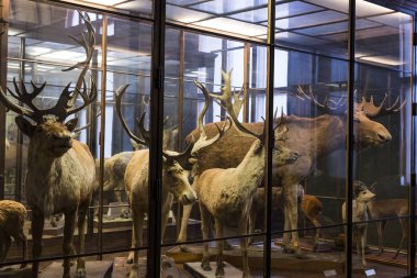 3 Eylül 2018, Viyana, Avusturya: Doğal Tarih Müzesi oluşturur pelüş hayvanlar, balık, memeli kuşlar ve sürüngenler. 