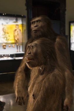 3 Eylül 2018, Viyana, Avusturya: Doğal Tarih Müzesi oluşturur pelüş hayvanlar, balık, memeli kuşlar ve sürüngenler. 