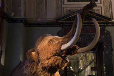 3 Eylül 2018, Viyana, AUSTRIA: Doğal Tarih Müzesi fosil dinozor sürüngenlerinin antropolojik koleksiyonunu oluşturur