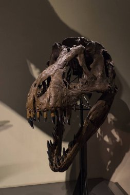 3 Eylül 2018, Viyana, AUSTRIA: Doğal Tarih Müzesi fosil dinozor sürüngenlerinin antropolojik koleksiyonunu oluşturur