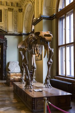 3 Eylül 2018, Viyana, AUSTRIA: Doğal Tarih Müzesi fosil dinozor sürüngenlerinin antropolojik koleksiyonunu oluşturur