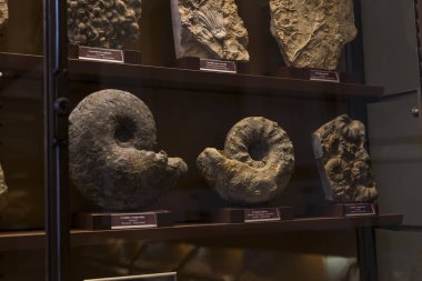 3 Eylül 2018, Viyana, AUSTRIA: Doğal Tarih Müzesi fosil dinozor sürüngenlerinin antropolojik koleksiyonunu oluşturur