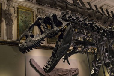3 Eylül 2018, Viyana, AUSTRIA: Doğal Tarih Müzesi fosil dinozor sürüngenlerinin antropolojik koleksiyonunu oluşturur