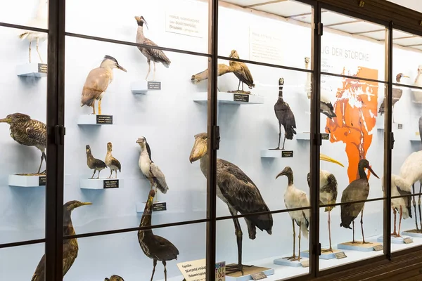 Eylül 2018 Viyana Avusturya Doğal Tarih Müzesi Oluşturur Pelüş Hayvanlar — Stok fotoğraf