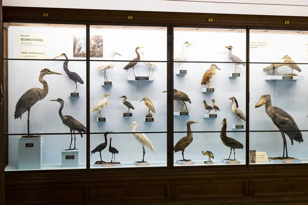 Сентября 2018 Вена Австрия Музей Естественной Истории Создает Чучела Животных — стоковое фото
