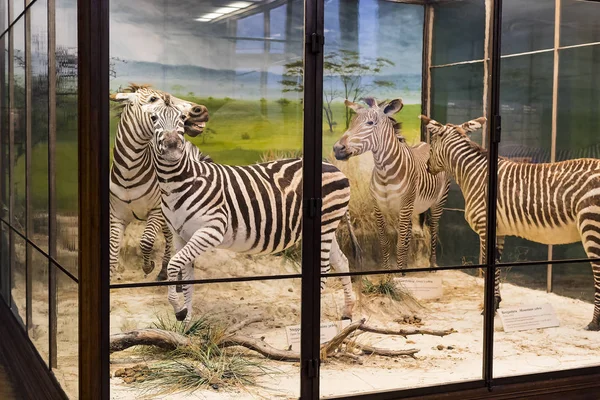 Září 2018 Vídeň Rakousko Museum Natural History Skládá Vycpaných Zvířat — Stock fotografie