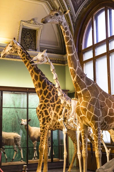 Septiembre 2018 Viena Austria Museo Historia Natural Compone Animales Peluche — Foto de Stock