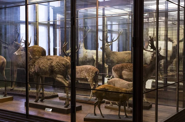 Septembre 2018 Vienne Autriche Musée Histoire Naturelle Compose Des Animaux — Photo