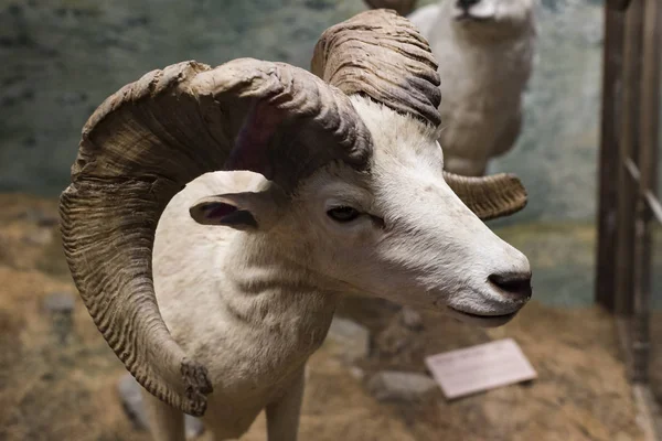 Settembre 2018 Vienna Austria Museo Storia Naturale Compone Animali Impagliati — Foto Stock