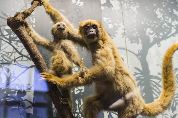 September 2018 Wenen Oostenrijk Museum Natural History Componeert Opgezette Dieren — Stockfoto