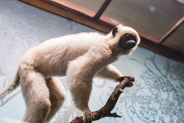 2018年9月3日 奥地利维也纳 自然历史博物馆构成填充动物 哺乳动物鸟和爬行动物 — 图库照片