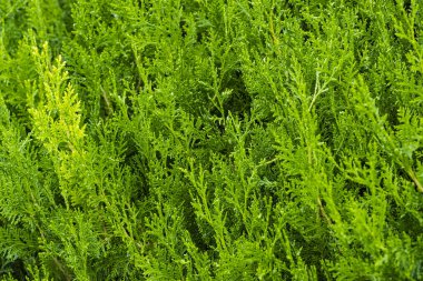 Ladin dal arka planda yaz yakın çekim shot