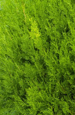 Ladin dal arka planda yaz yakın çekim shot