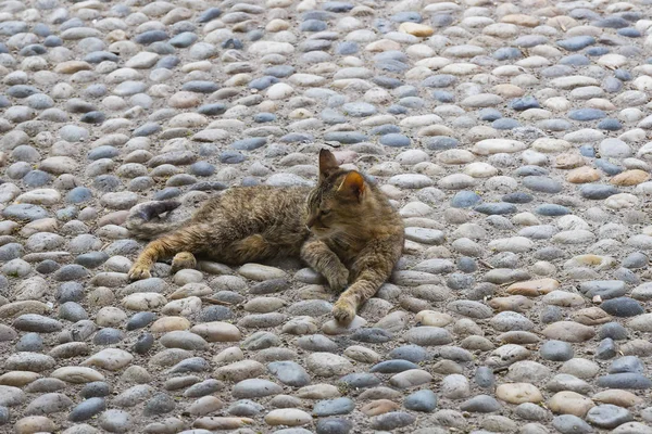 Street Homeless Cat Master Shot Close — Stock Photo, Image