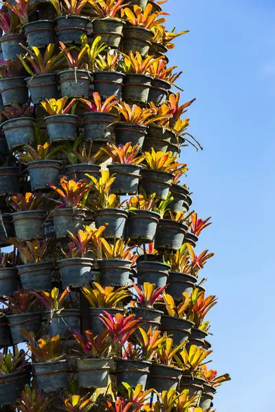 Pots Flowers Blue Sky — Stock Photo, Image