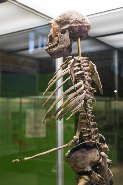 7 Haziran 2018, Milan, İtalya: Expositions tarih öncesi dinozor hayvanların Milan Doğal Tarih Müzesi. 