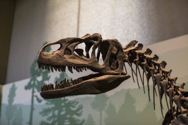 7 Haziran 2018, Milan, İtalya: Expositions tarih öncesi dinozor hayvanların Milan Doğal Tarih Müzesi. 