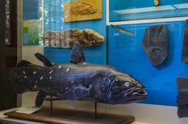 7 Haziran 2018, Milan, İtalya: Expositions tarih öncesi dinozor hayvanların Milan Doğal Tarih Müzesi. 