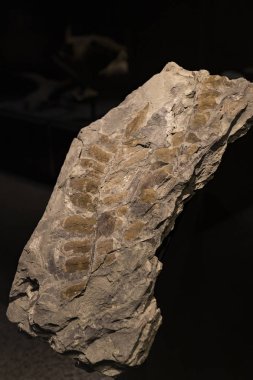 7 Haziran 2018, Milan, İtalya: Expositions tarih öncesi dinozor hayvanların Milan Doğal Tarih Müzesi. 