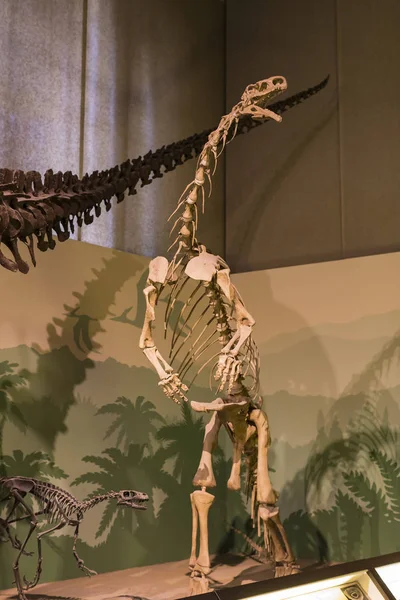 Juni 2018 Mailand Italien Expositionen Prähistorischer Dinosaurier Tiere Naturhistorischen Museum — Stockfoto