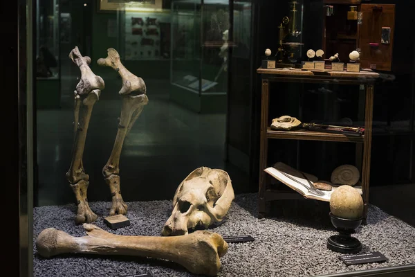 June 2018 Milan Italy Expositions Prehistoric Dinosaur Animals Museum Natural — Stock Photo, Image