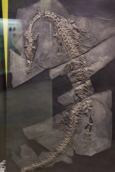 Juin 2018 Milan Italie Exposition Dinosaures Préhistoriques Musée Histoire Naturelle — Photo