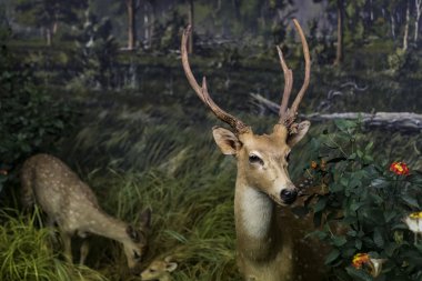 7 HAZİRAN 2018, MİLAN, İTALYA: Milano 'daki Doğal Tarih Müzesi' ne yerleştirilen hayvan dünyasından sergiler. 