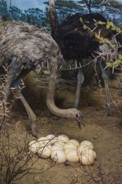 7 HAZİRAN 2018, MİLAN, İTALYA: Milano 'daki Doğal Tarih Müzesi' ne yerleştirilen hayvan dünyasından sergiler. 