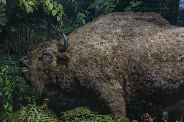 Июня 2018 Милан Италия Экспозиции Животного Мира Размещенные Музее Естественной — стоковое фото