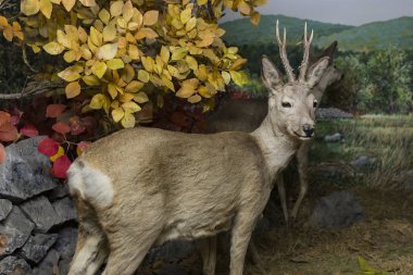 7 HAZİRAN 2018, MİLAN, İTALYA: Milano 'daki Doğal Tarih Müzesi' ne yerleştirilen hayvan dünyasından sergiler. 