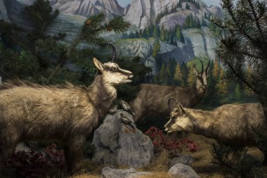 7 HAZİRAN 2018, MİLAN, İTALYA: Milano 'daki Doğal Tarih Müzesi' ne yerleştirilen hayvan dünyasından sergiler. 