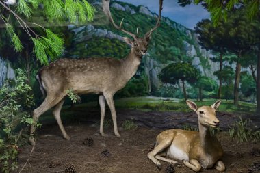 7 HAZİRAN 2018, MİLAN, İTALYA: Milano 'daki Doğal Tarih Müzesi' ne yerleştirilen hayvan dünyasından sergiler. 