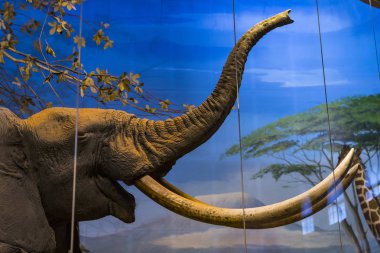 7 HAZİRAN 2018, MİLAN, İTALYA: Milano 'daki Doğal Tarih Müzesi' ne yerleştirilen hayvan dünyasından sergiler. 