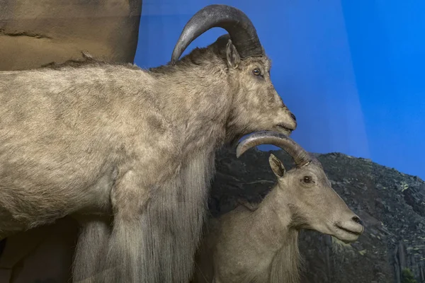 6月7 2018 ミラノ イタリア ミラノの自然史博物館に置かれた動物世界からの展示 — ストック写真