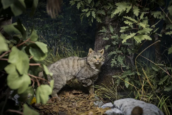 6月7 2018 ミラノ イタリア ミラノの自然史博物館に置かれた動物世界からの展示 — ストック写真