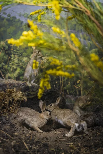 Juni 2018 Milan Italië Tentoonstellingen Uit Dierenwereld Het Natuurhistorisch Museum — Stockfoto