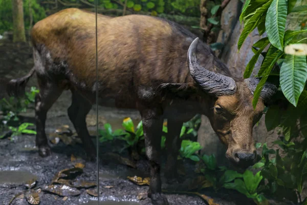 Juni 2018 Milan Italië Tentoonstellingen Uit Dierenwereld Het Natuurhistorisch Museum — Stockfoto