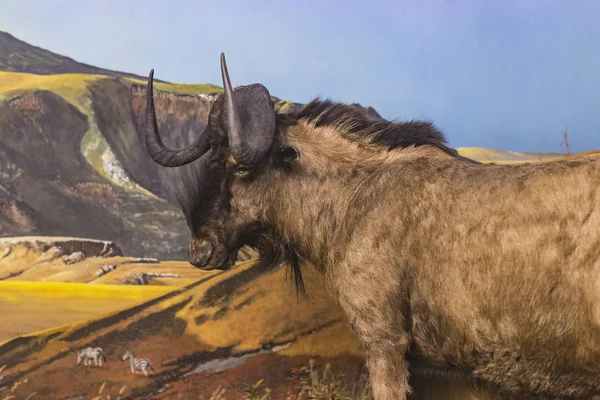 6月7 2018 ミラノ イタリア ミラノの自然史博物館に置かれた動物世界からの展示 — ストック写真