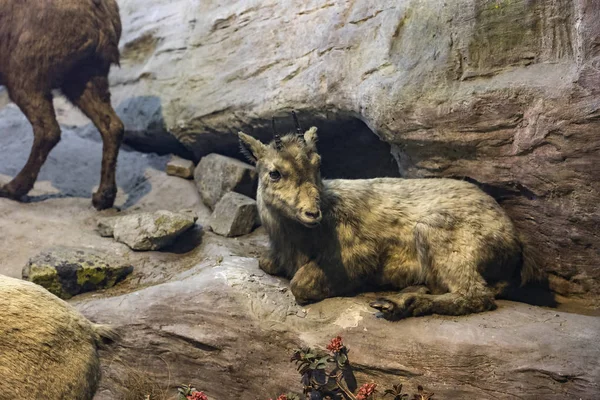 6月7 2018 ミラノ イタリア ミラノの自然史博物館に置かれた動物世界からの展示 — ストック写真