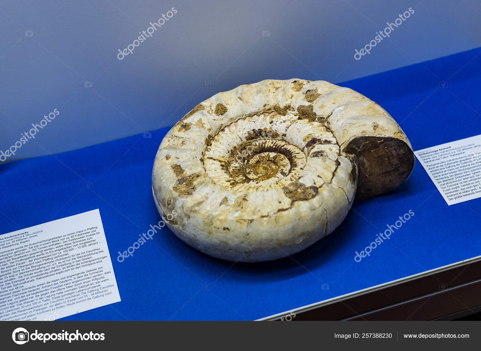 Munich Germany November 2018 Exhibits Ancient Fossils Flora Fauna