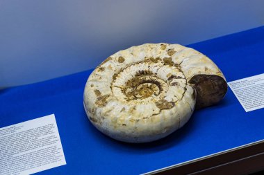 Münih, Almanya - 27 Kasım 2018: Sergileyen eski fosiller, flora ve fauna Münih Anthropological Müzesi. 