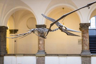 Münih, Almanya - 27 Kasım 2018: Sergileyen eski fosiller, flora ve fauna Münih Anthropological Müzesi. 