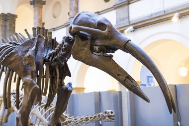 Münih, Almanya - 27 Kasım 2018: Sergileyen eski fosiller, flora ve fauna Münih Anthropological Müzesi. 