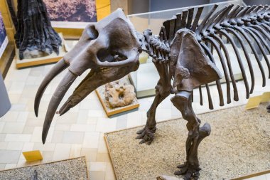 Münih, Almanya - 27 Kasım 2018: Sergileyen eski fosiller, flora ve fauna Münih Anthropological Müzesi. 