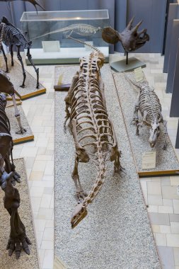 Münih, Almanya - 27 Kasım 2018: Sergileyen eski fosiller, flora ve fauna Münih Anthropological Müzesi. 