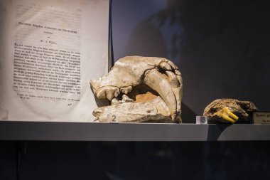 Münih, Almanya - 27 Kasım 2018: Sergileyen eski fosiller, flora ve fauna Münih Anthropological Müzesi. 
